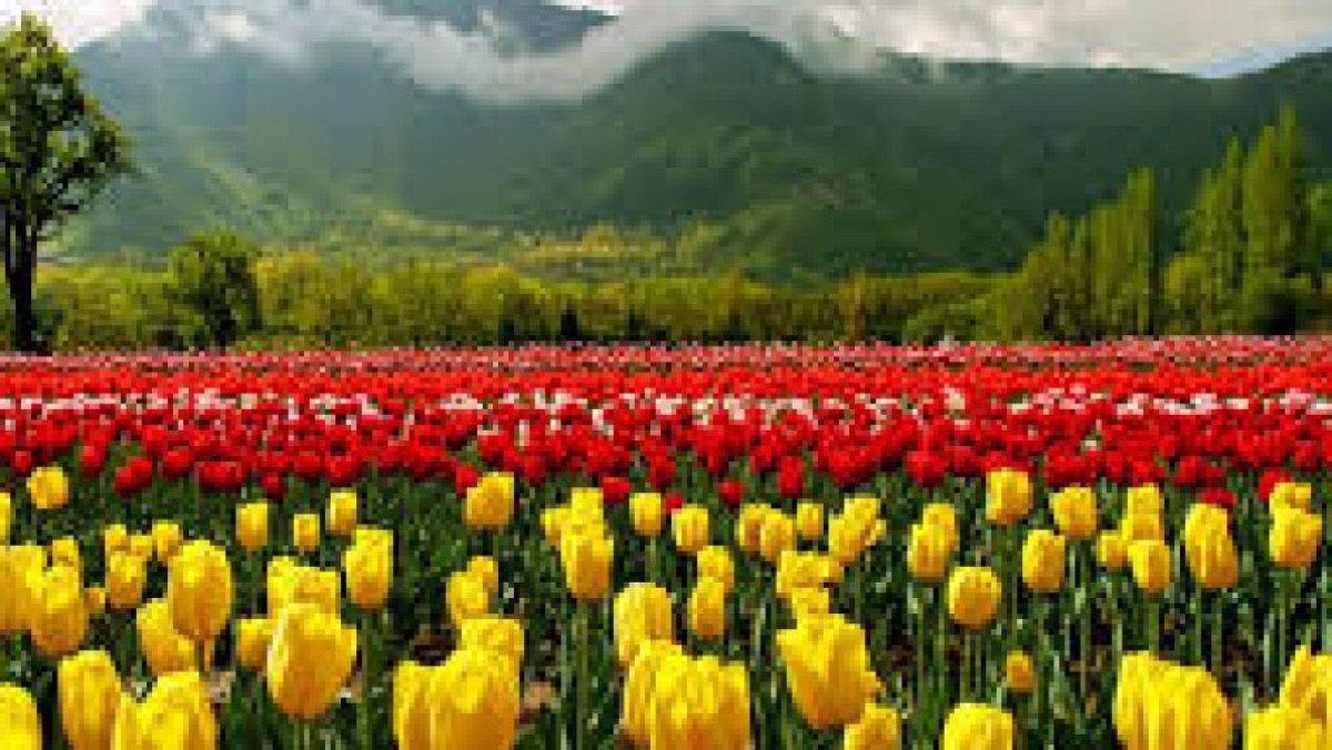 Red and yellow tulips in bloom below the Zabarwan mountains at the Srinagar Tulip Garden